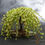 Thumbnail: Green weeping willow tree on a slate base