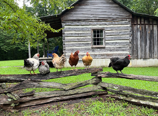 Chickens showing off in front of antique log cabin.