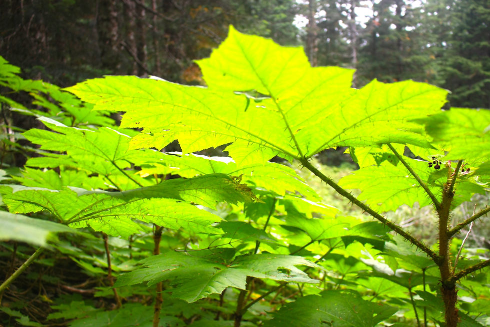 Rubus Parvifolius