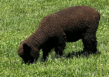 2026 black ram lamb.jpeg