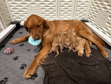 A picture of our Dame, Daisy