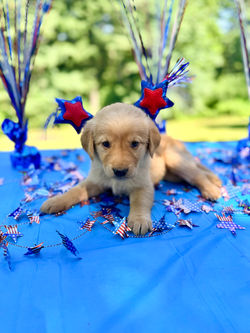 Sierra July 4_1