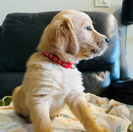 Rosie 6 weeks two.heif