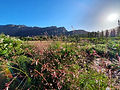 Montagu flowers