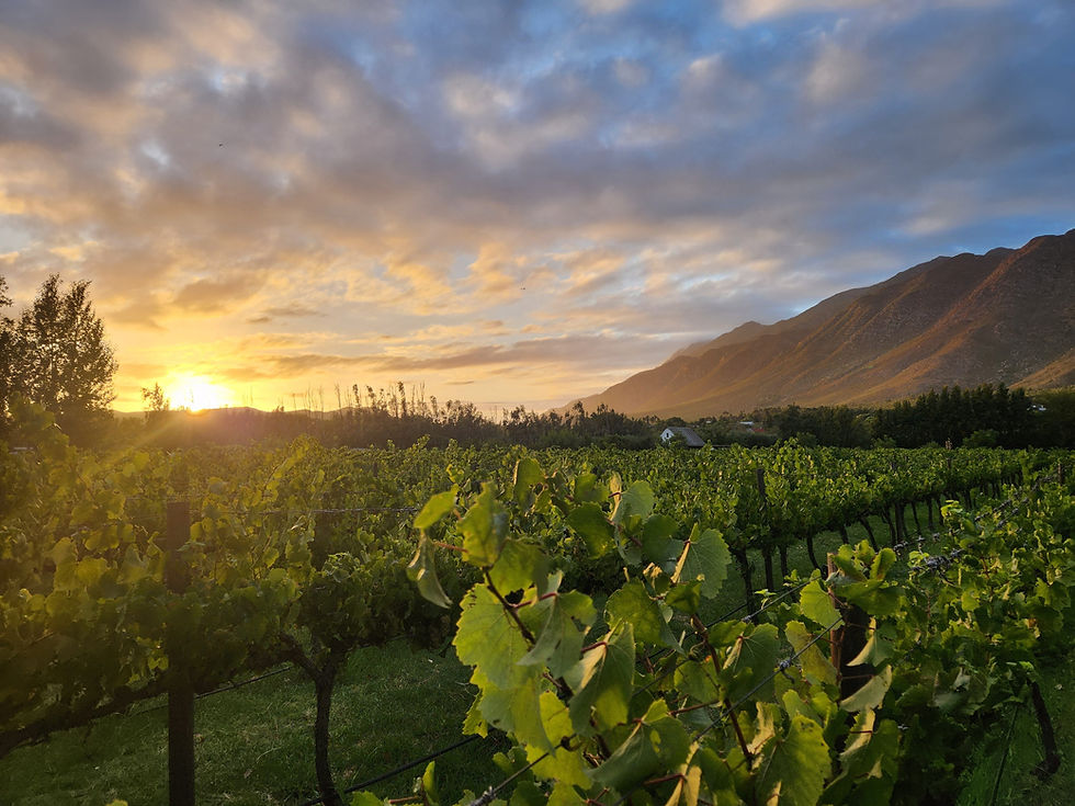 Sunset Karoo Montagu
