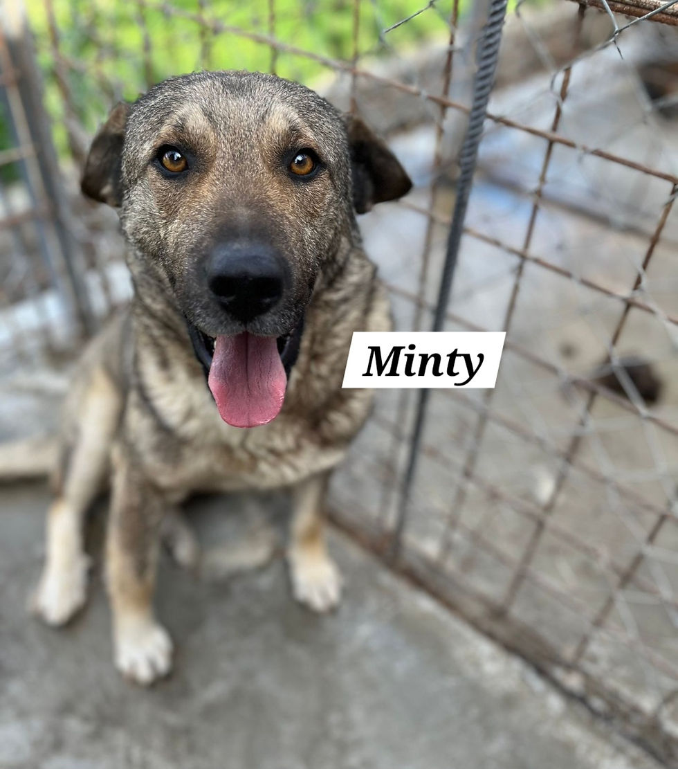 Minty