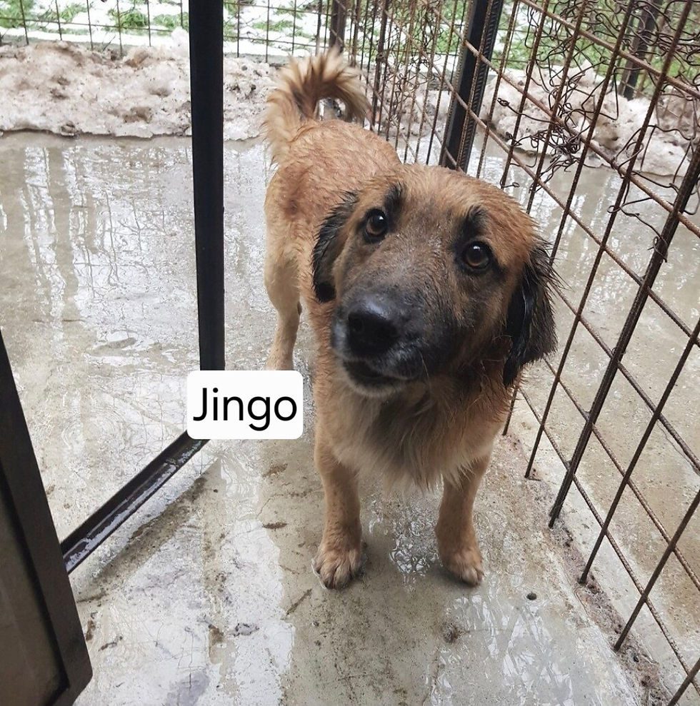 Jingo