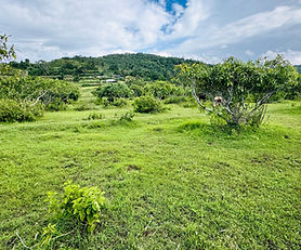 6 acre with mango farm suitable for plotting/farm/resorts for sale in Attappadi