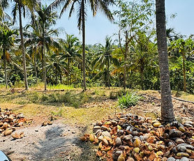 2.75 acre with house and coconut plantation for sale in Attappadi