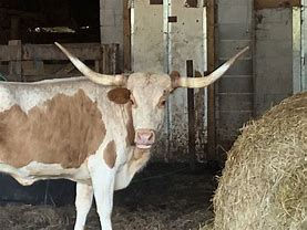 long horn.jpg
