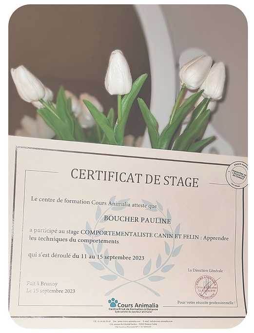 Certificat de stage