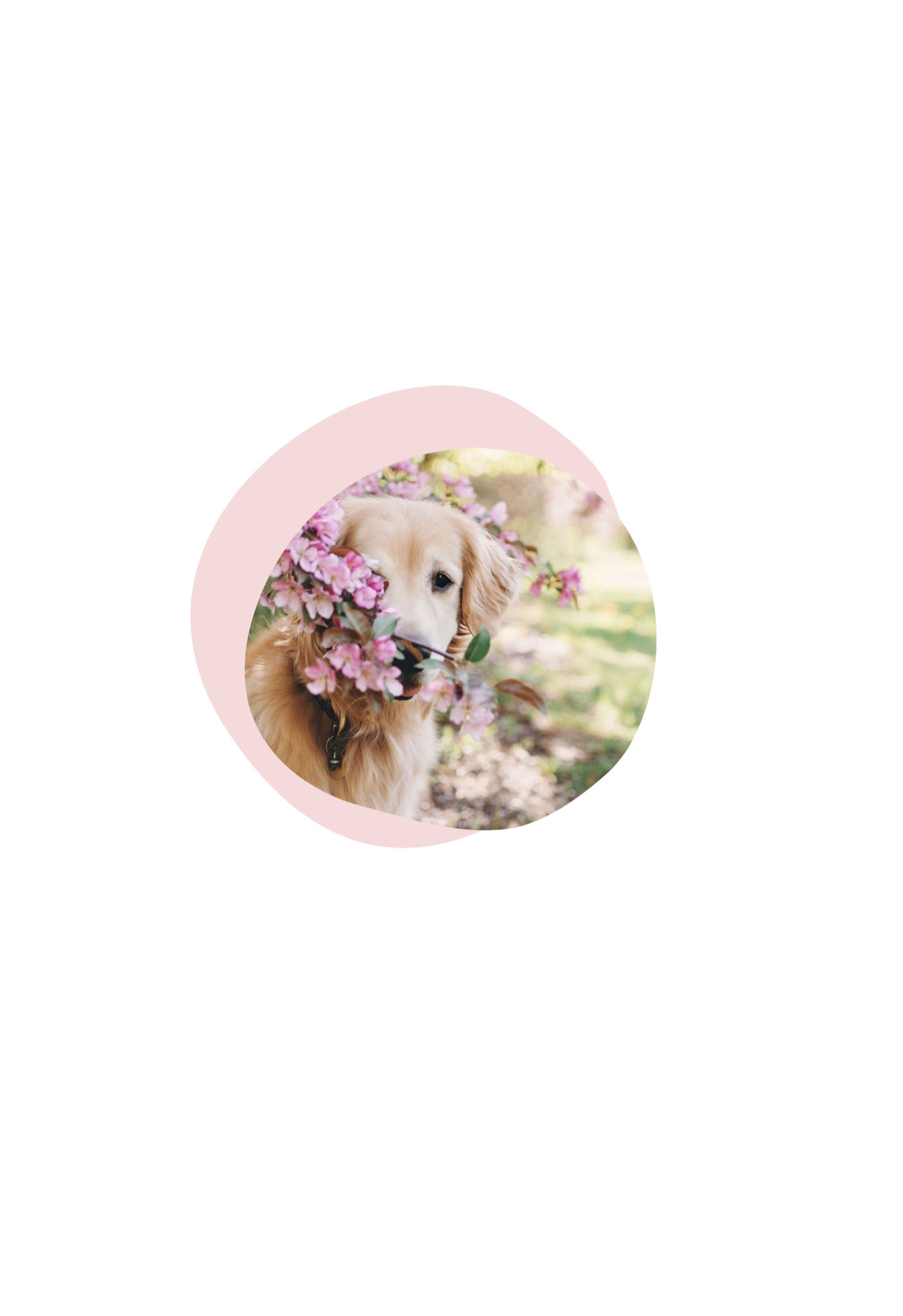 Un chien qui court sur une passerelle