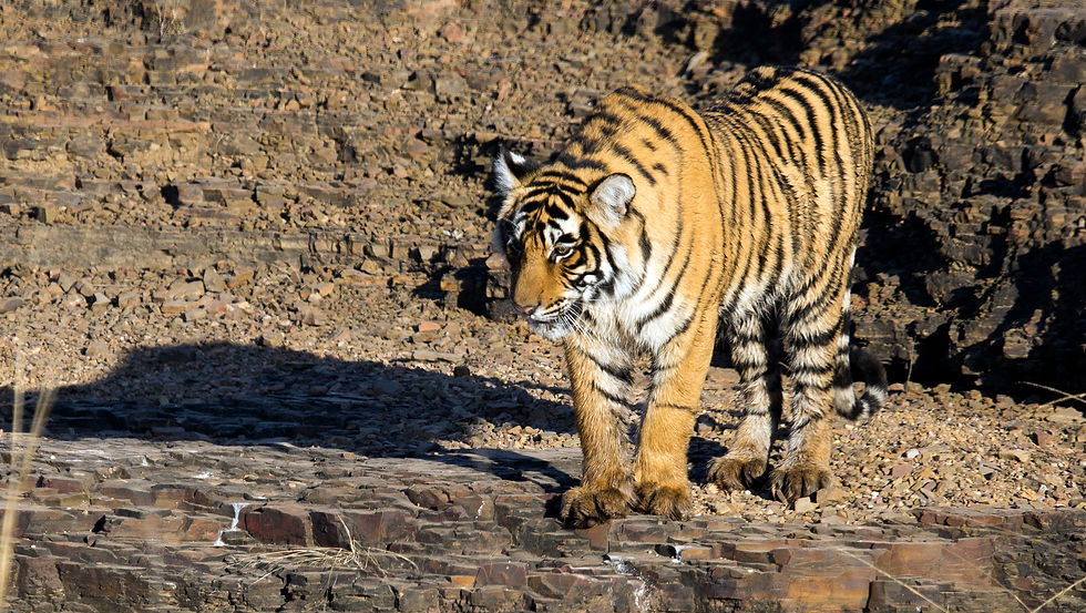 The Realm of the Tiger with Steve Dawes.