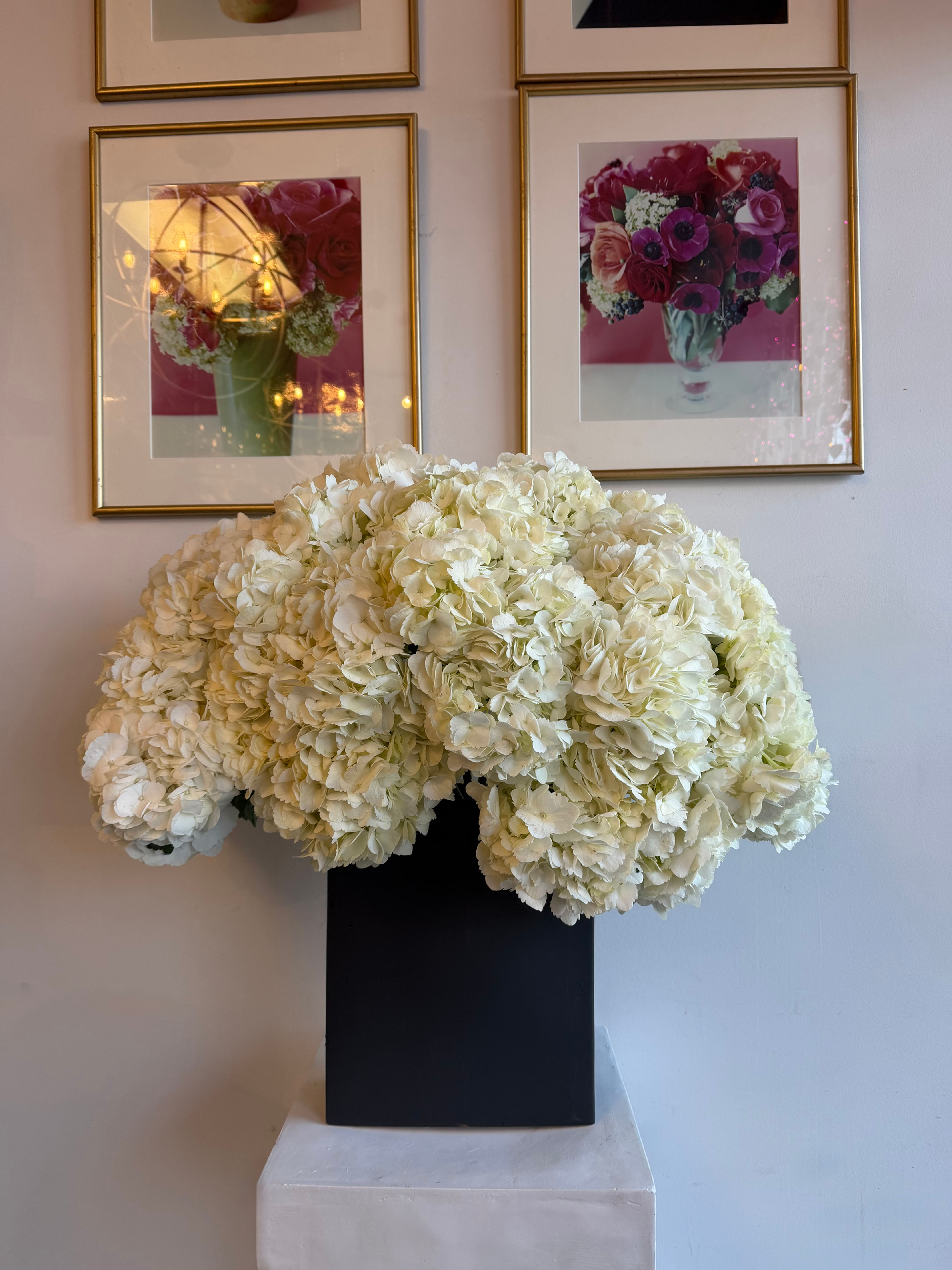 WHITE HYDRANGEA