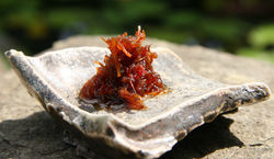 IMG_8236 (裁減)