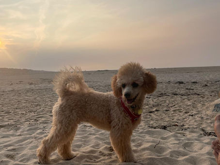 A poodle mix enjoying themselves on the beach