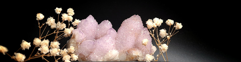 Kaktus Amethyst