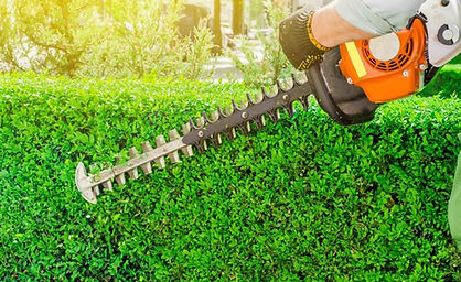 hedge trimming