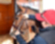 bridle fitting.JPG
