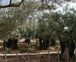 Garden of Gethsemane