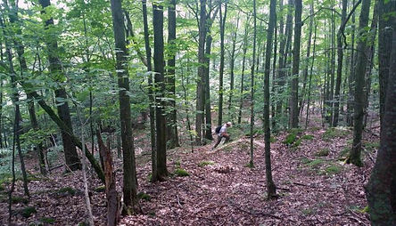 Forêt_de_Cleveland.jpg