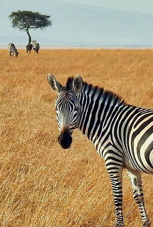 Masai Mara National Reserve Kenya_edited