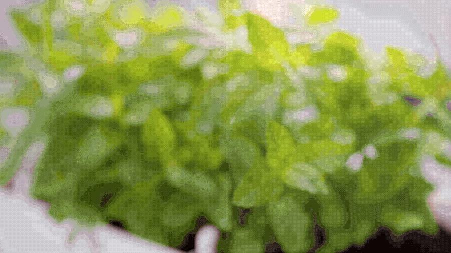 Romon Smart Plant Pot - FINAL (without t..-_2.2022-01-05 11_09_34.gif