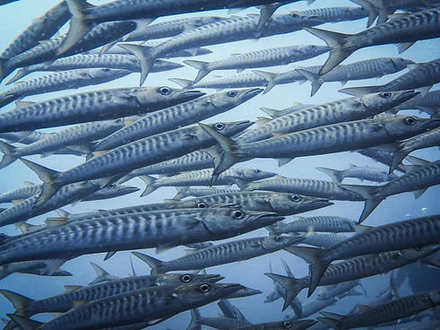 Blueemocean-school-of-barracuda.jpg