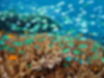 Pemuteran-island-coral-reef.jpg