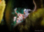 harlequin-shrimp-scuba-diving-amed.jpg