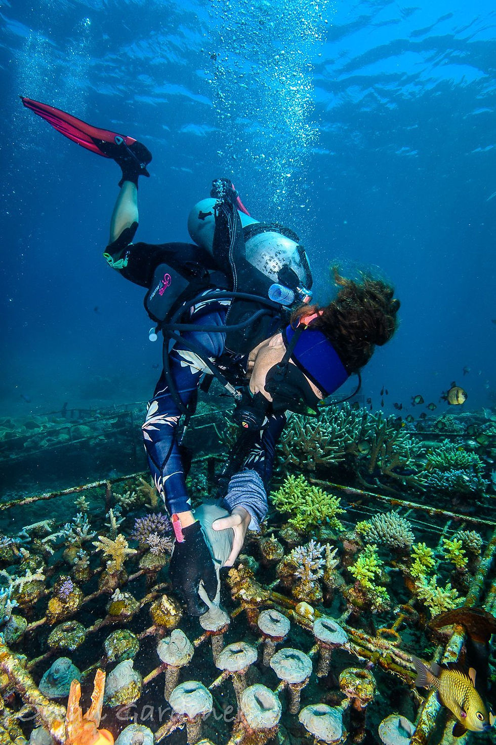 How Coral Restoration Works.jpg