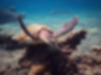 hawksbill-turtle-scuba-diving-amed.jpg