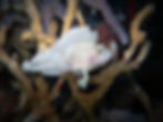 Leaf-Scorpionfish-tulamben-marine-life.jpg
