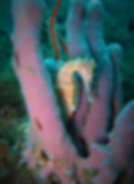 diving-candi-dasa-padangbai.jpg