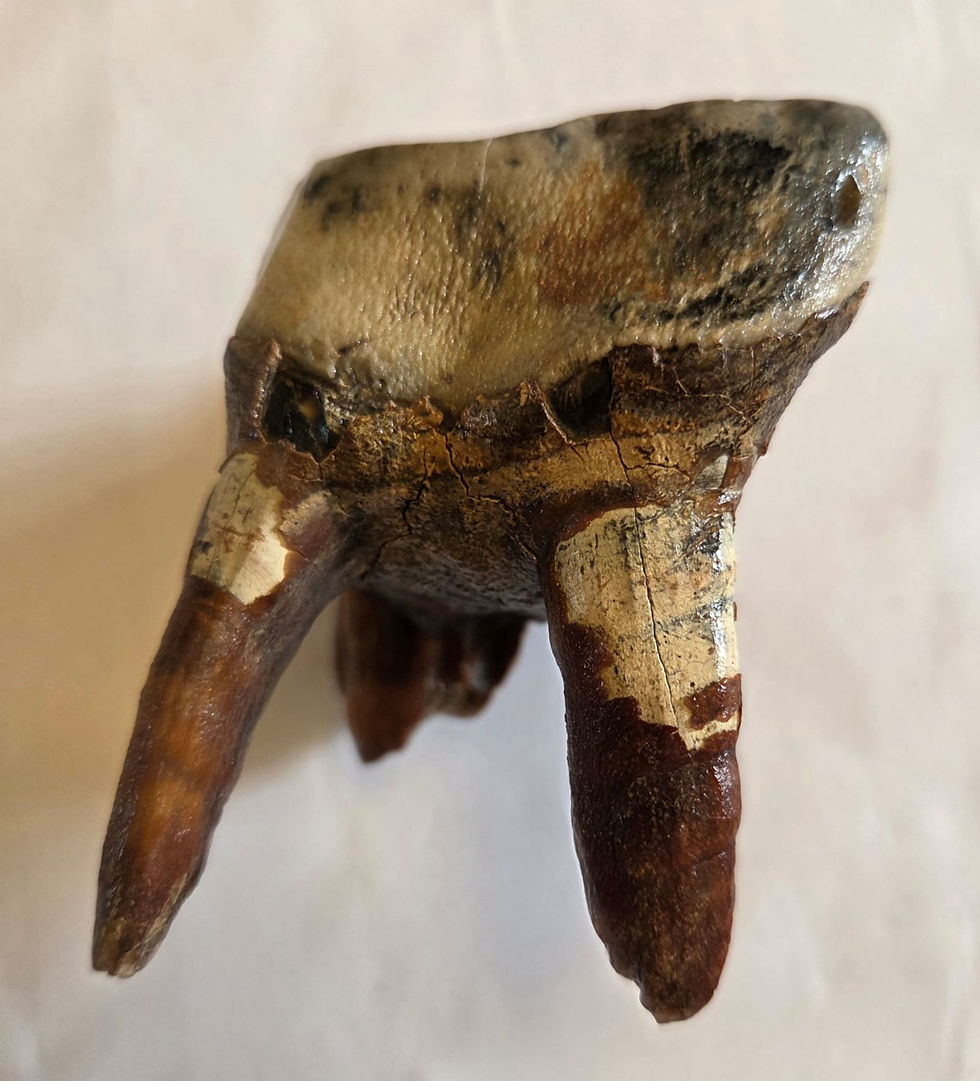 Thumbnail: Woolly Rhino Tooth