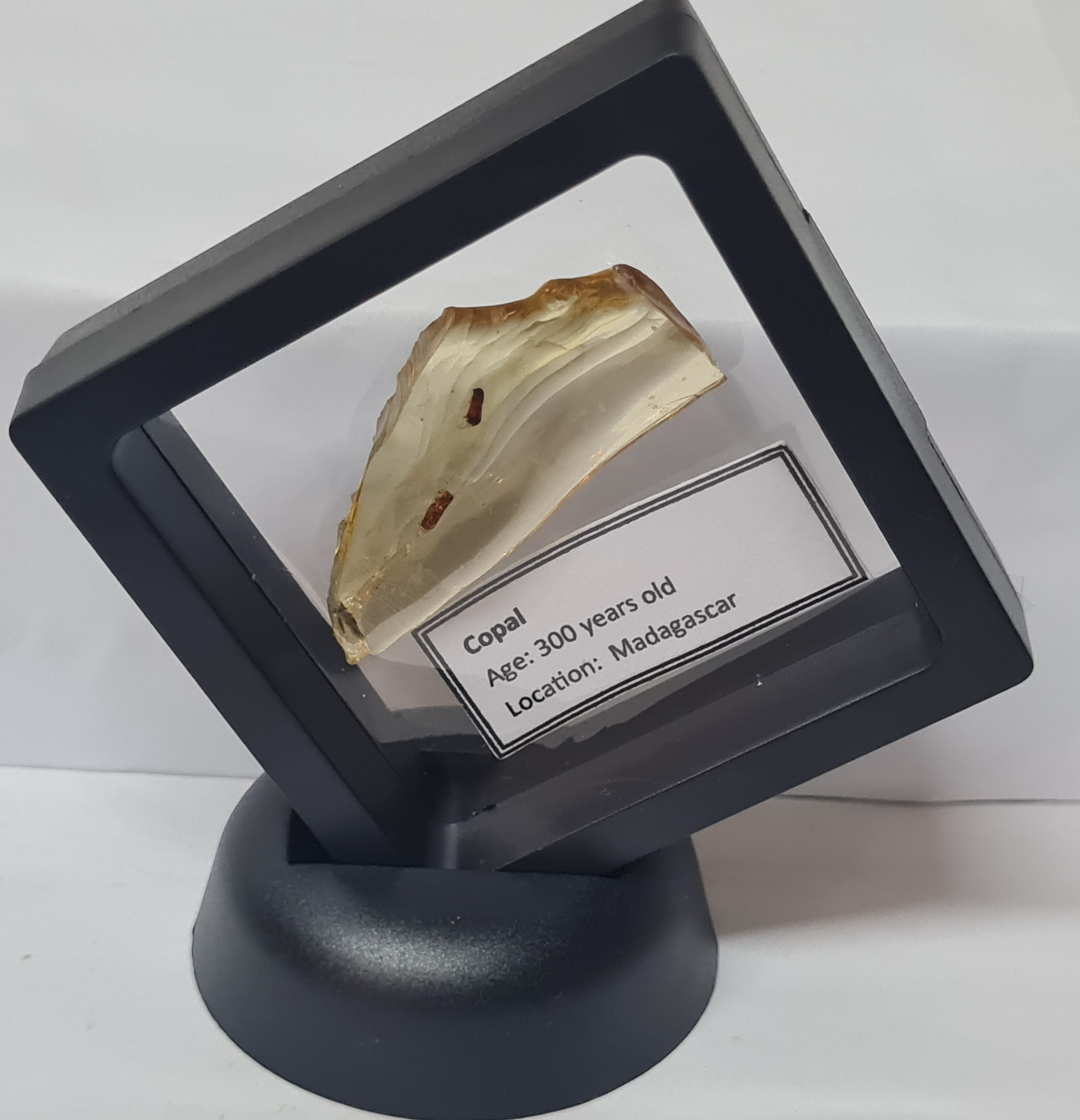 Copal with parasitic wasp inclusions