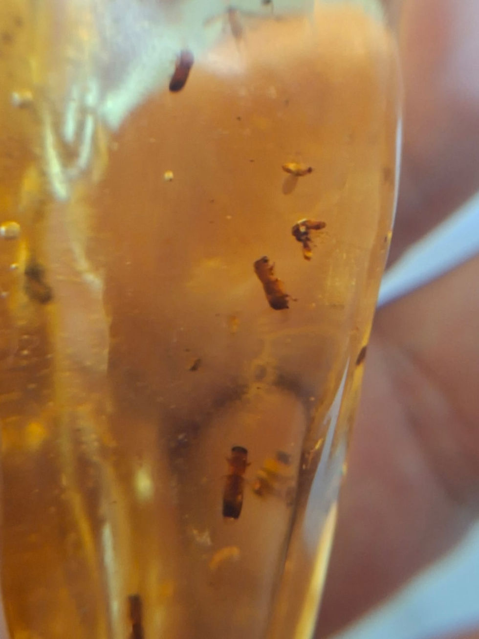 Thumbnail: A big piece of Madagascan copal with multiple inclusions