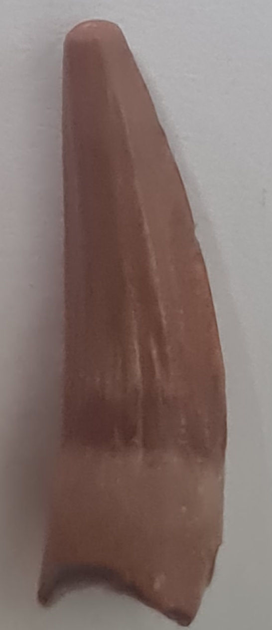 Thumbnail: Pterosaur tooth