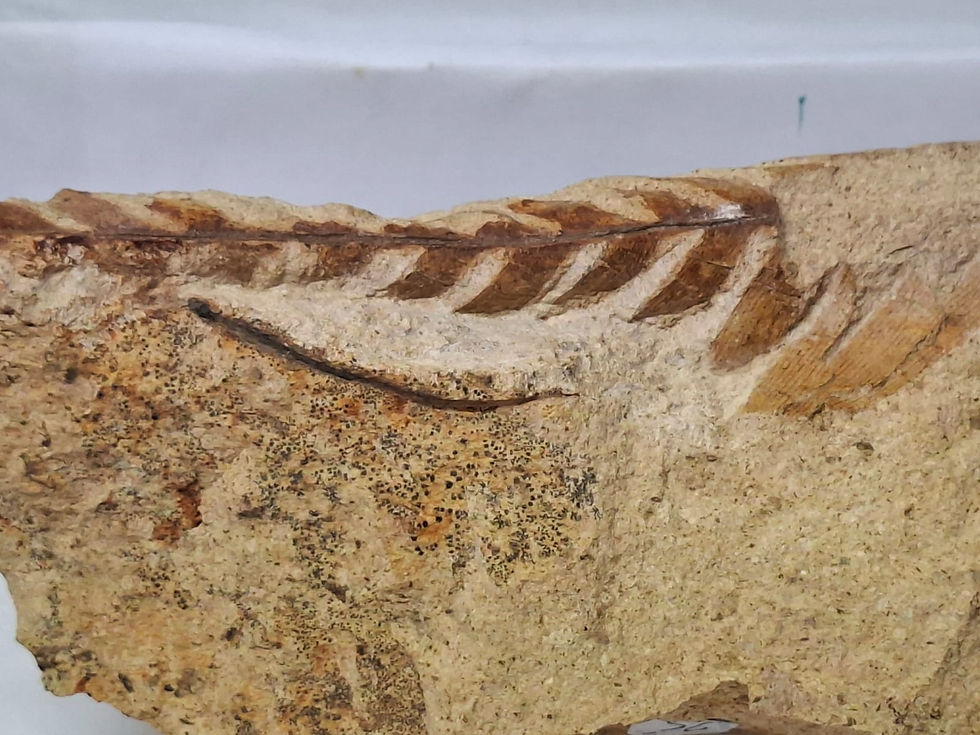 Thumbnail: Fossil Fern from Oregon