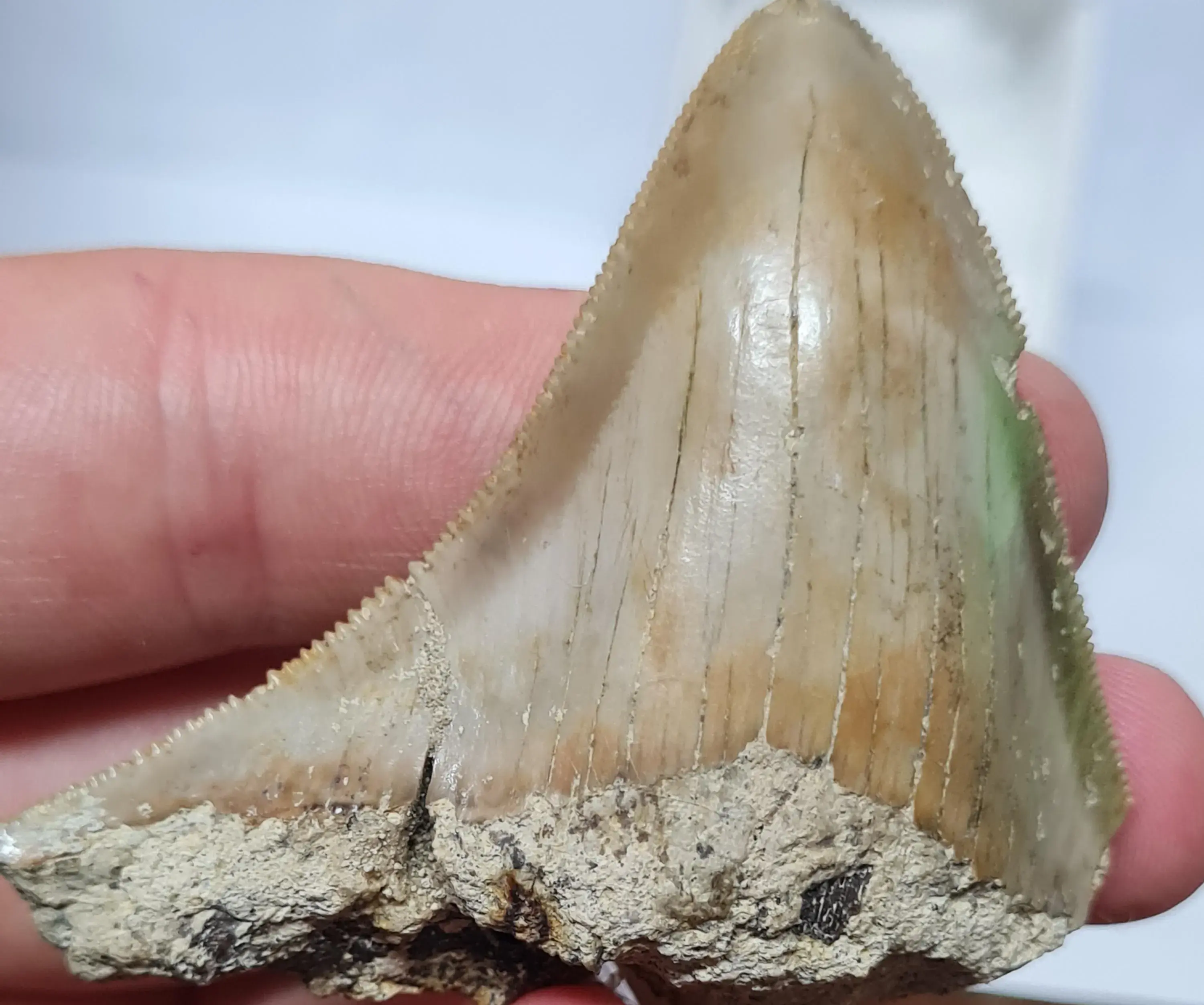 Javan Megalodon Tooth