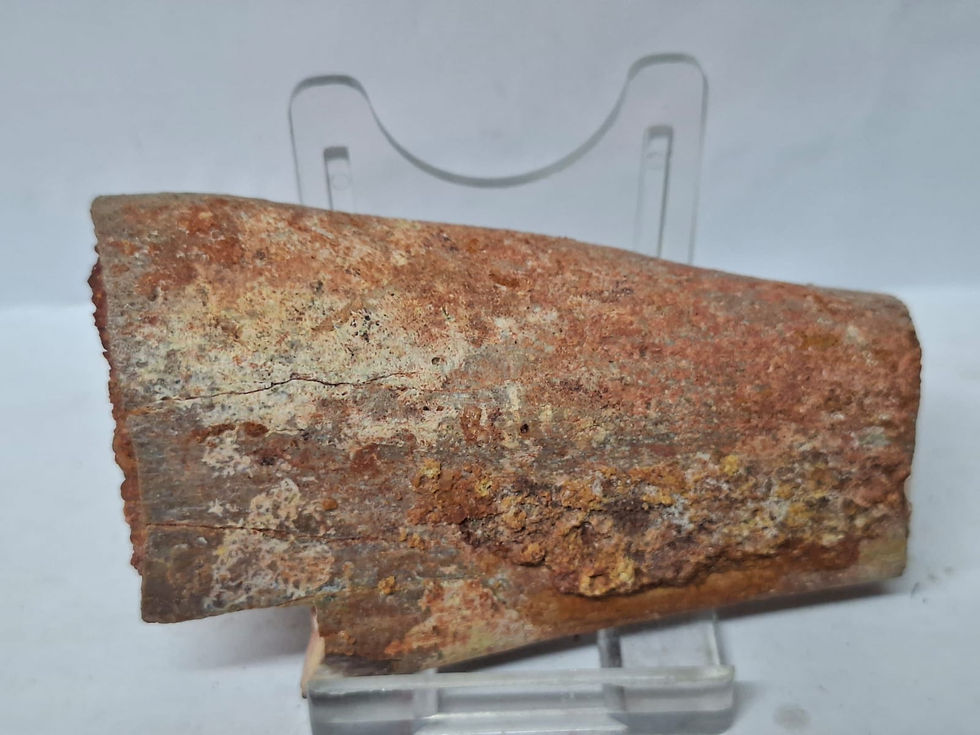 Thumbnail: Theropod dinosaur bone from the Kem Kem Beds