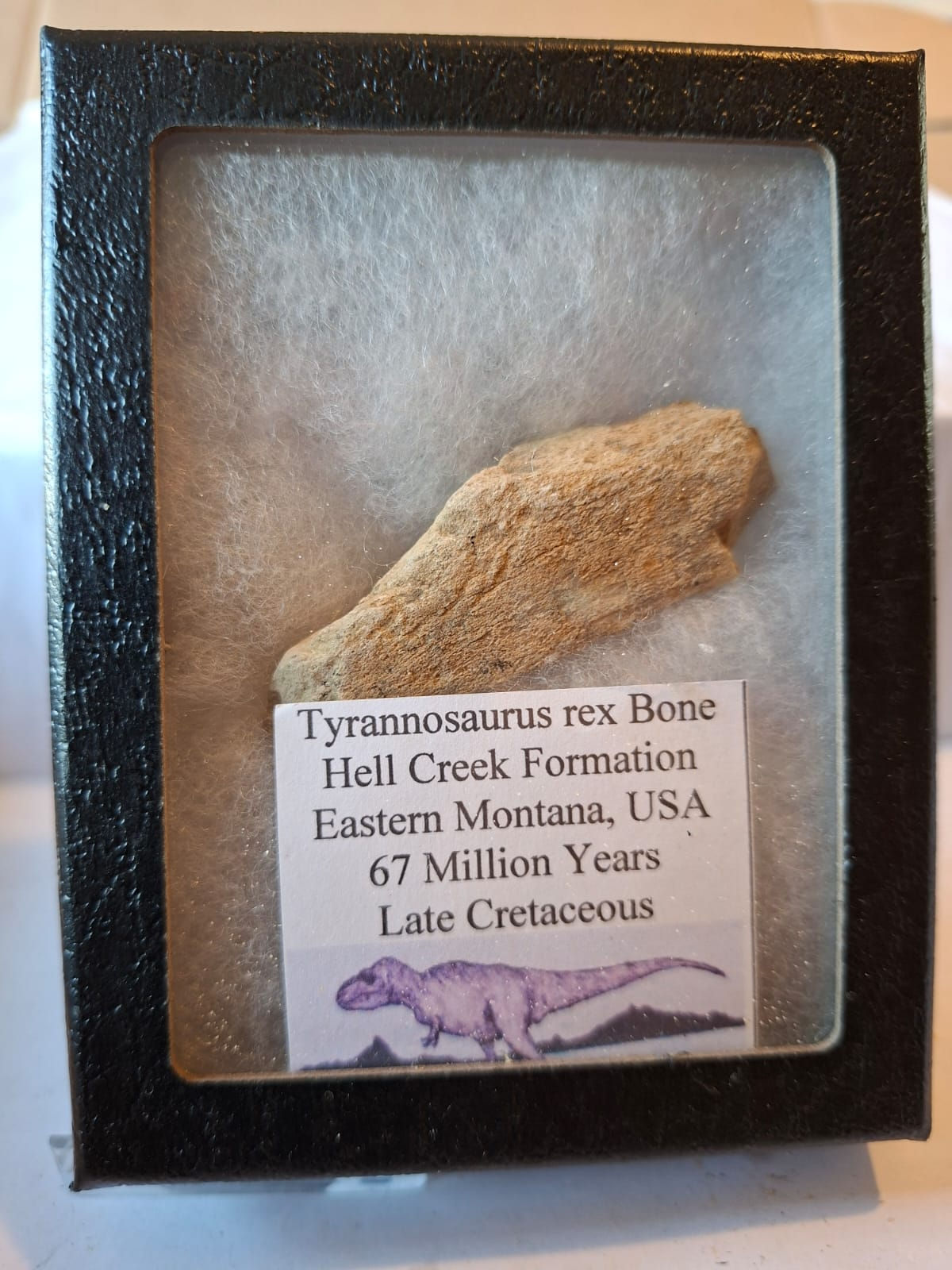 Tyrannosaurus Rex bone in a Riker display case!