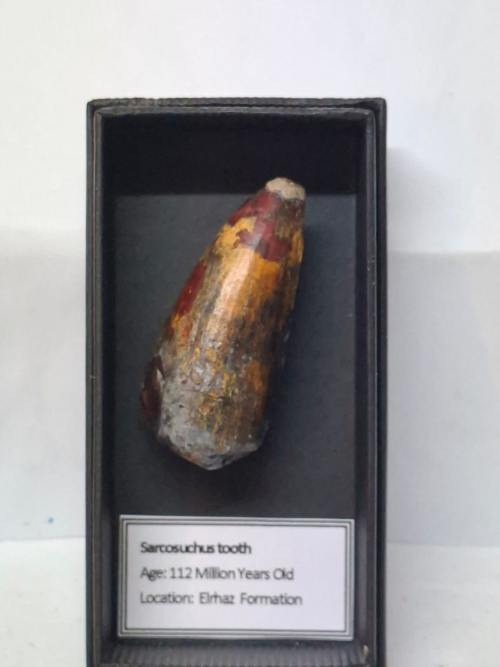 Thumbnail: Sarchosuchus tooth in a display box