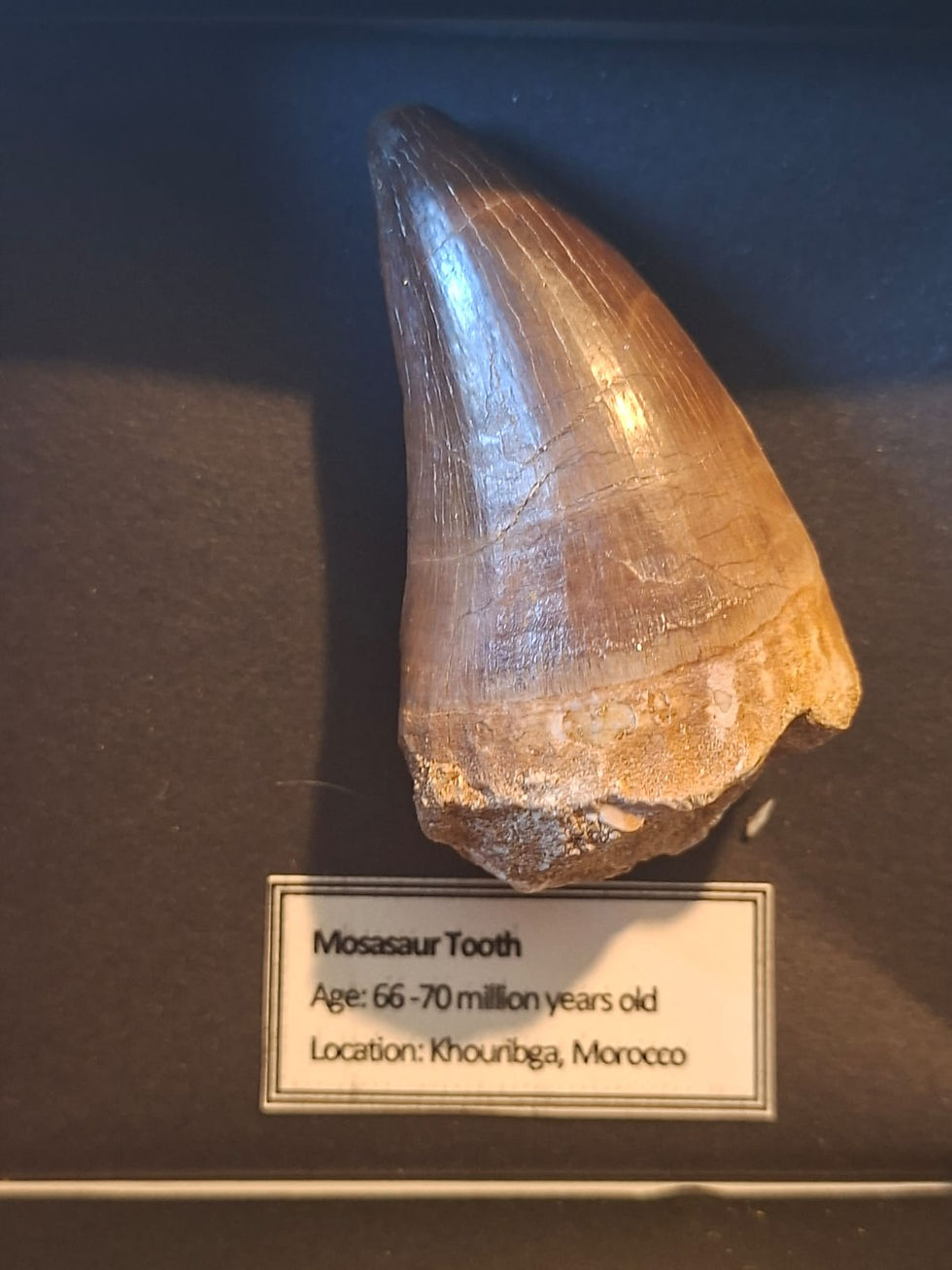 Thumbnail: Large Mosasaur tooth in a display box
