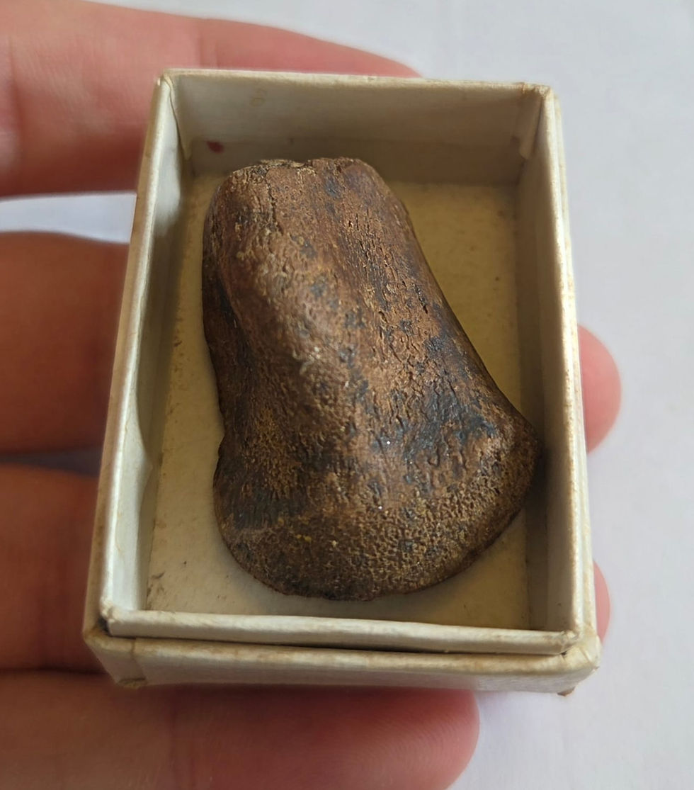 Thumbnail: Dinosaur limb bone from the Judith River Formation