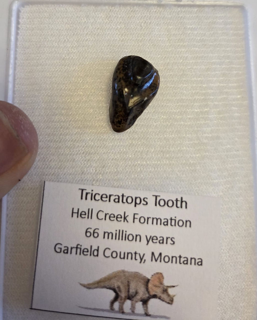 Thumbnail: Triceratops tooth in a display box