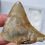 Thumbnail: Javan Megalodon Tooth