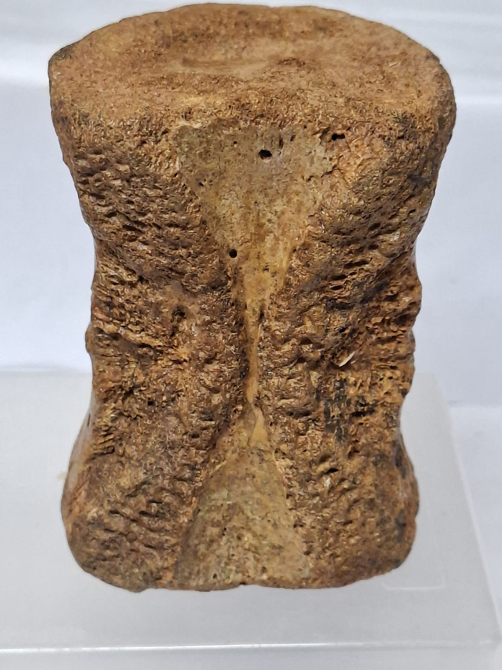 Thumbnail: Sarchosuchus Vertebra