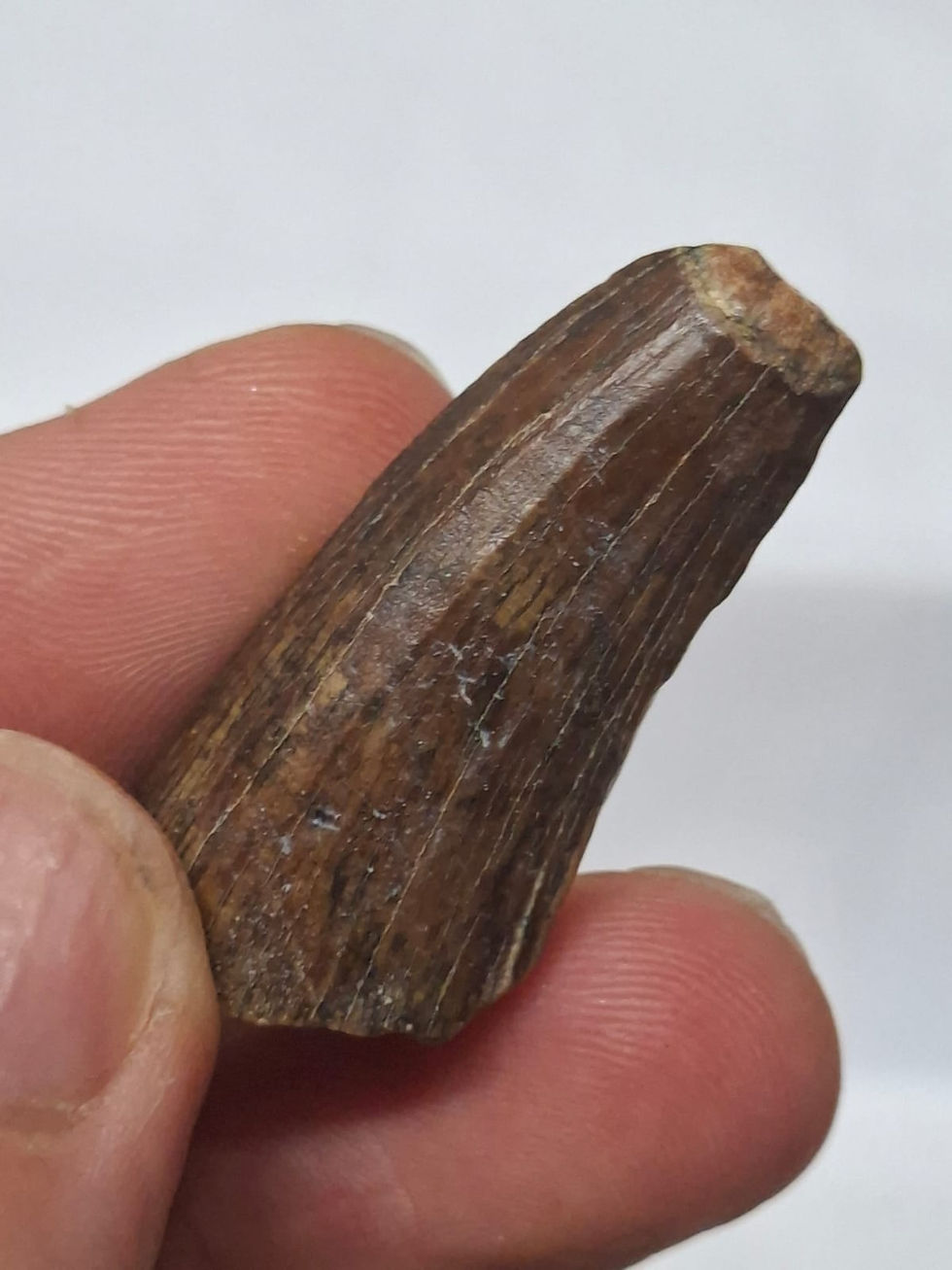 Thumbnail: Beautiful Suchominus tooth