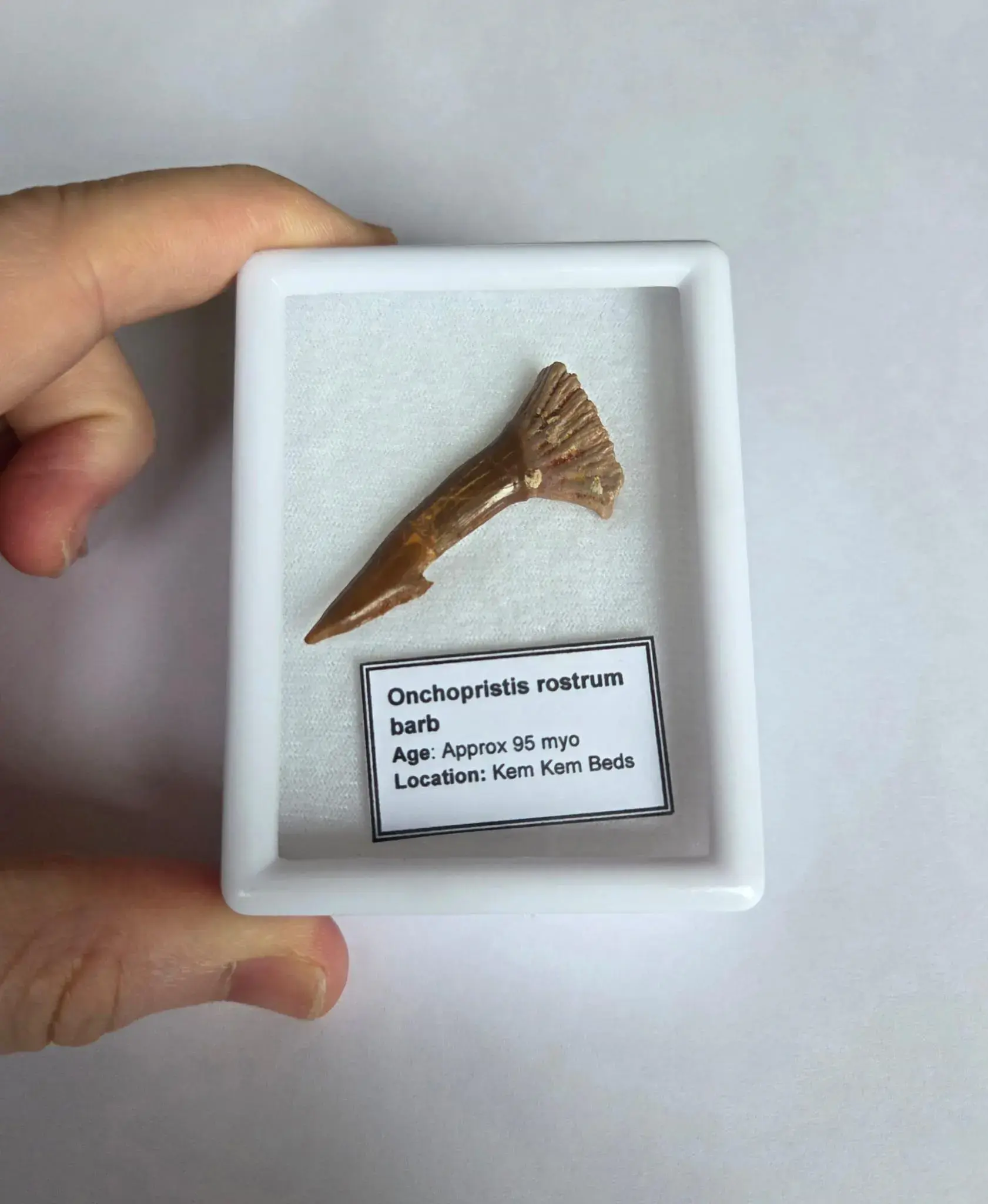 Onchopristis rostrum barb